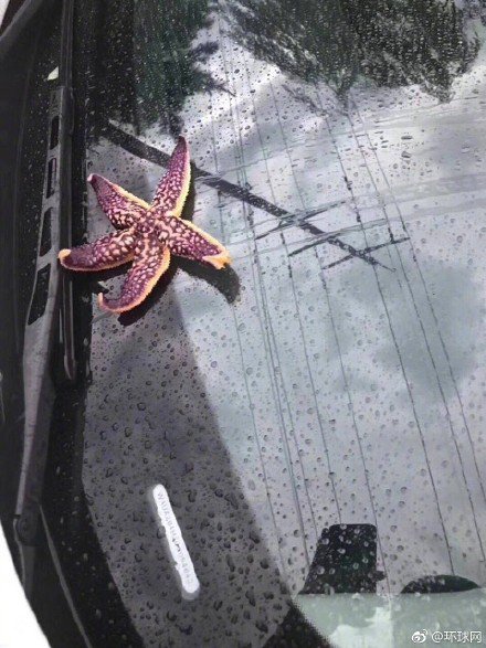 &quot;Падали просто з неба&quot;: у Китаї пішов дощ з морських тварин (фото)